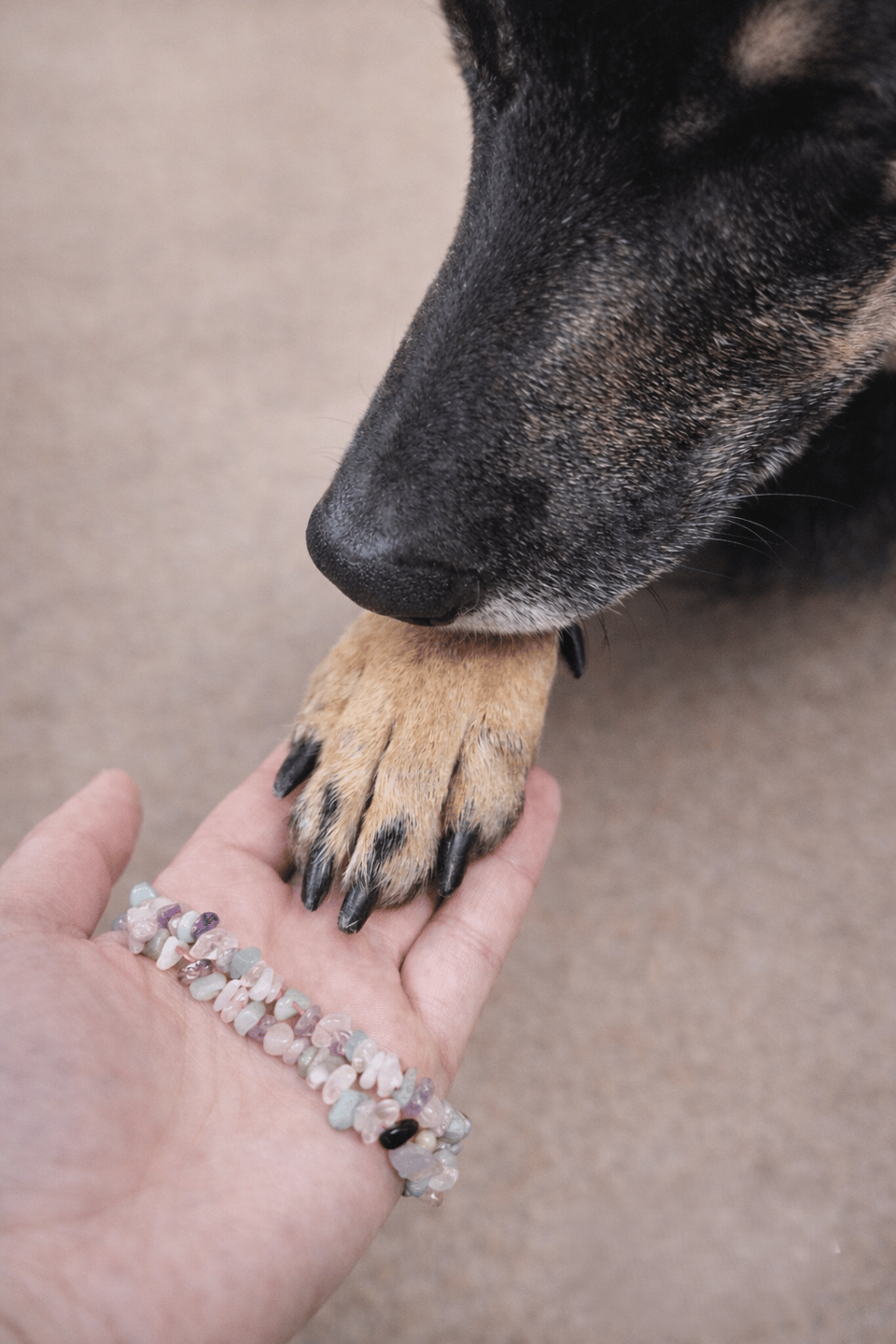 Kiba legt ihre Pfote in eine Hand mit Edelsteinarmband – Kette „Verbindung“