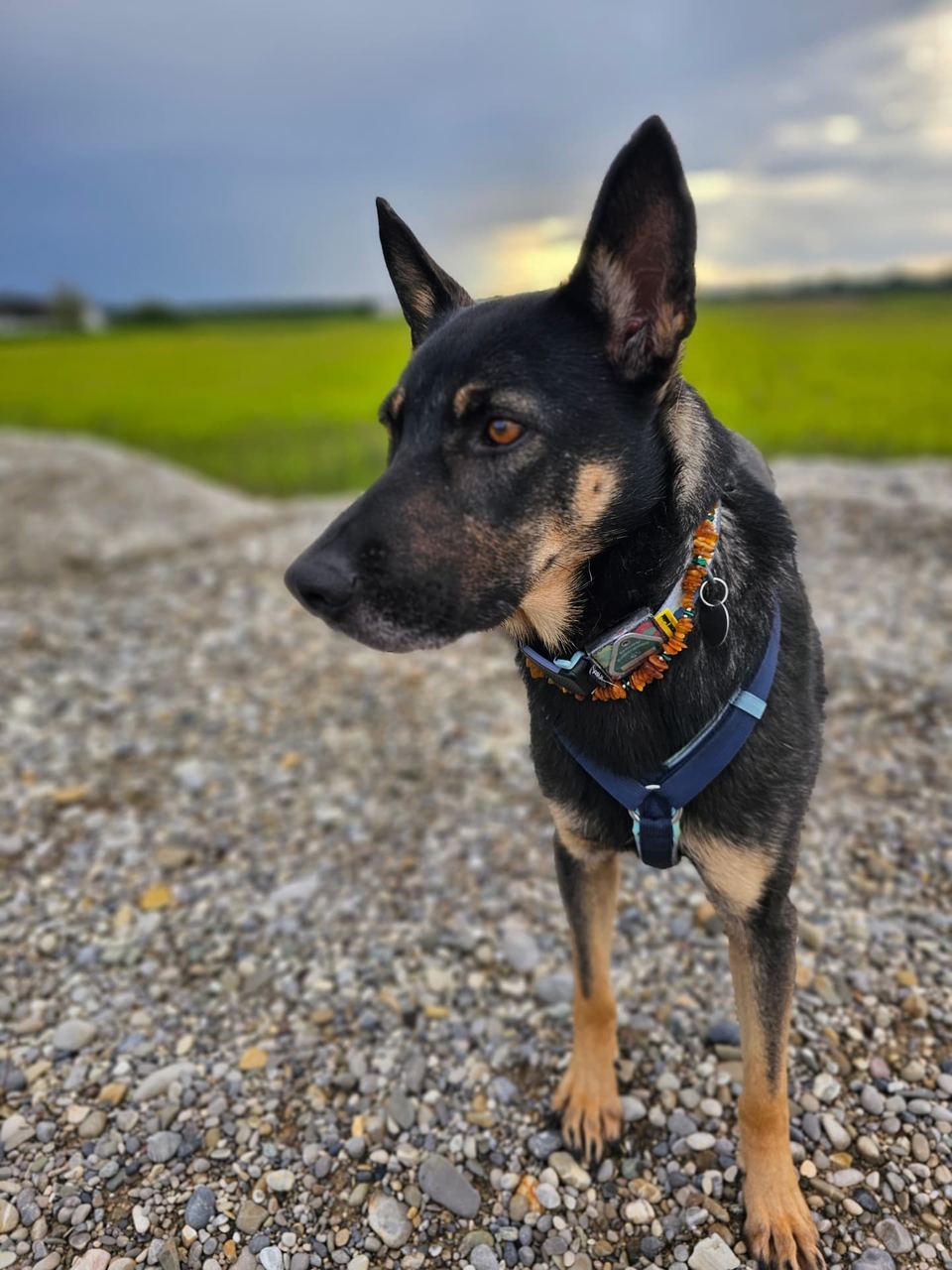 Kiba, ein Schäferhund-Mischling, trägt eine handgefertigte NIKA-Bernsteinkette