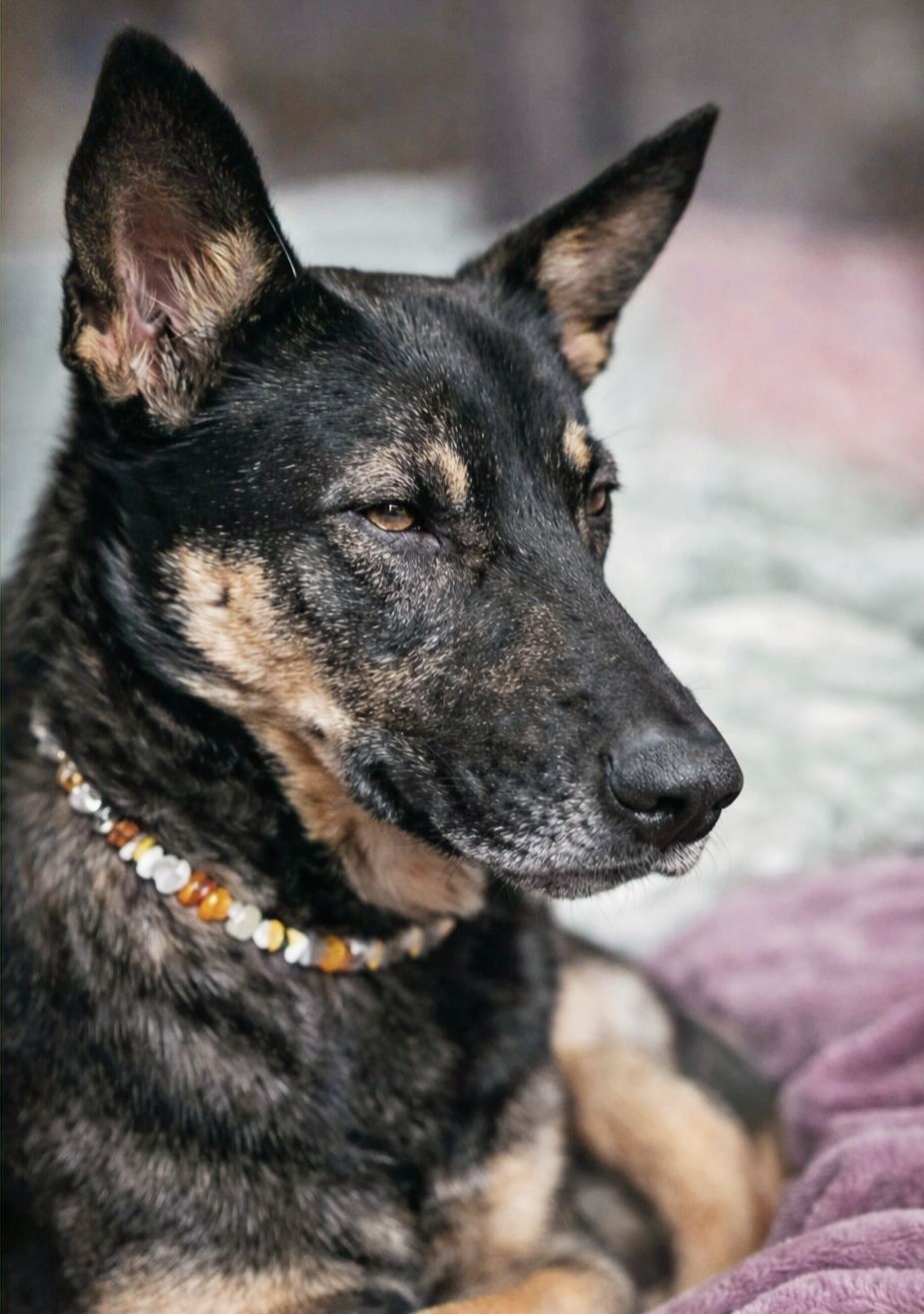 Kiba, ein Schäferhund-Mischling, trägt seine handgefertigte NIKA-Bernsteinkette