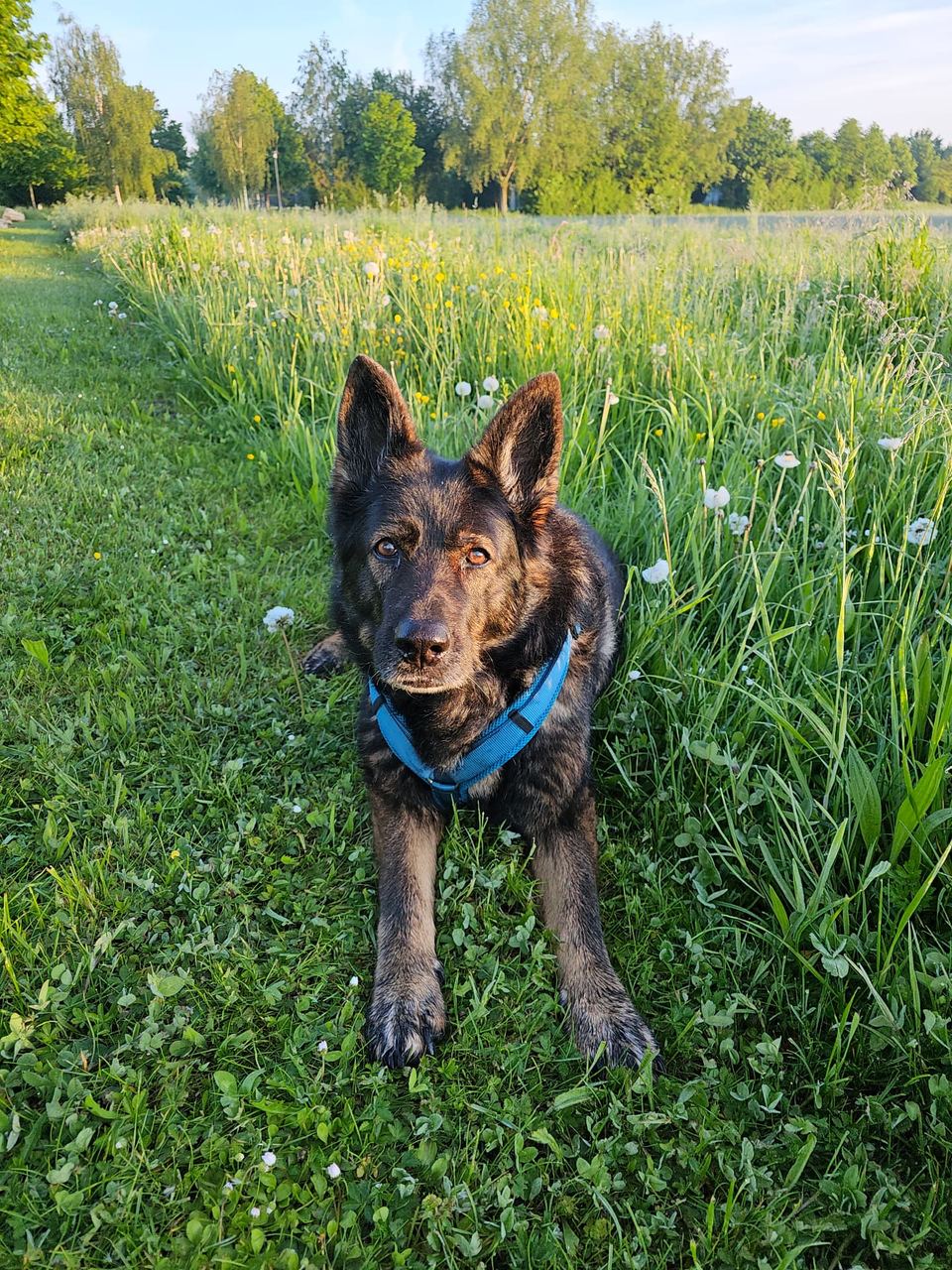 Inka, eine Schäferhündin, im hohen Sommergras – persönliche Geschichte hinter NIKA dogs